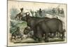 Rhinoceros and Dogs C1845-null-Mounted Art Print