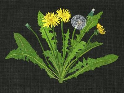 Art Print, , small