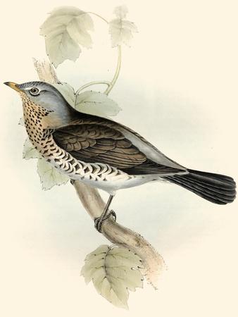 Art Print, , small
