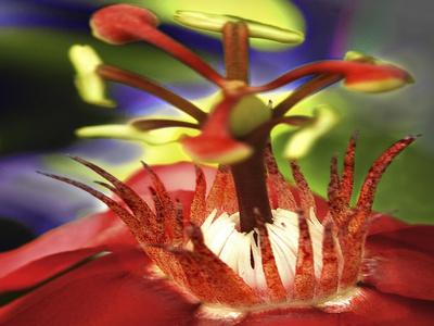 Giclee Print, , small