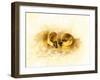 Ducks-null-Framed Giclee Print