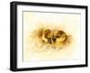 Ducks-null-Framed Giclee Print