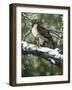 Red Tailed Hawk-William Vanderdasson-Framed Giclee Print