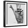 Bandit-Rusty Frentner-Framed Giclee Print