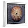Sea Urchin 1-John W Golden-Framed Giclee Print