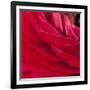 Red Petals Close Up-Tom Quartermaine-Framed Giclee Print