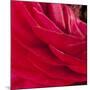 Red Petals Close Up-Tom Quartermaine-Mounted Giclee Print