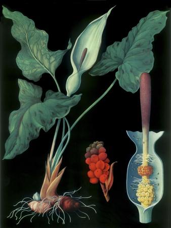 Giclee Print, , small