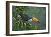 Toco Toucan-Michael Jackson-Framed Giclee Print