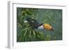 Toco Toucan-Michael Jackson-Framed Giclee Print