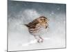 Snow Sparrow-Jai Johnson-Mounted Giclee Print