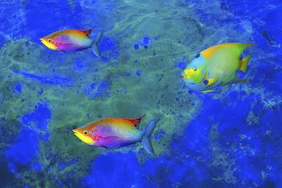 Giclee Print, , small