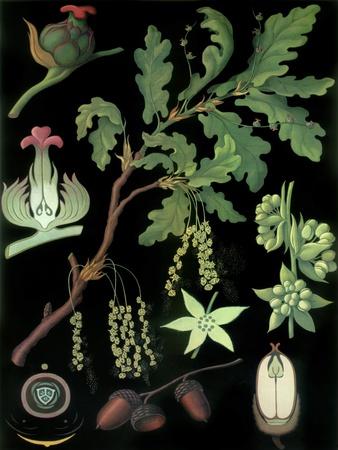 Giclee Print, , small