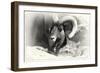 _SEM9161_4417-Gordon Semmens-Framed Giclee Print