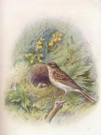 Giclee Print, , small