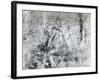 Wall Drawing of Two Figures, c.1530-Michelangelo Buonarroti-Framed Giclee Print