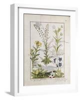 Illustration from the Book of Simple Medicines by Mattheaus Platearius-Robinet Testard-Framed Giclee Print