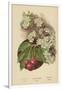 Cherry-Blossom. Fruit-William Henry James Boot-Framed Giclee Print