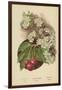 Cherry-Blossom. Fruit-William Henry James Boot-Framed Giclee Print