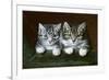 Two Tabby Kittens-Horatio Henry Couldery-Framed Giclee Print