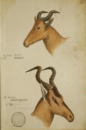 Giclee Print, , small