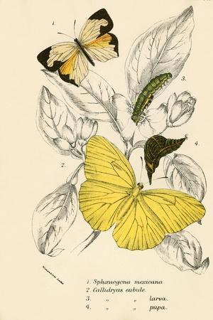 Giclee Print, , small