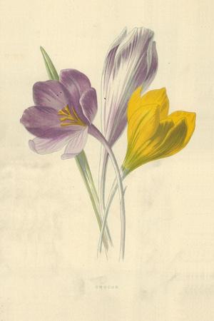Giclee Print, , small