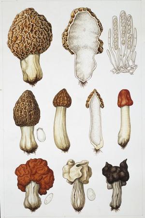Giclee Print, , small