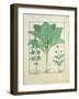 Cannabis-Robinet Testard-Framed Giclee Print