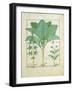 Cannabis-Robinet Testard-Framed Giclee Print