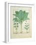 Cannabis-Robinet Testard-Framed Giclee Print