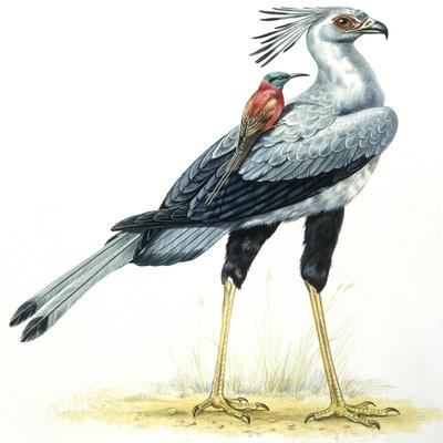 Giclee Print, , small