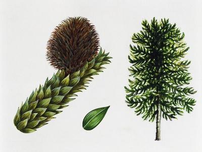 Giclee Print, , small