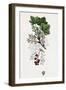 Ribes Rubrum Var. Smithianum Red Currant Var. Y-null-Framed Giclee Print