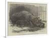 The Young Hippopotamus and Dam, at the Zoological Society's Garden-null-Framed Giclee Print