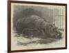 The Young Hippopotamus and Dam, at the Zoological Society's Garden-null-Framed Giclee Print