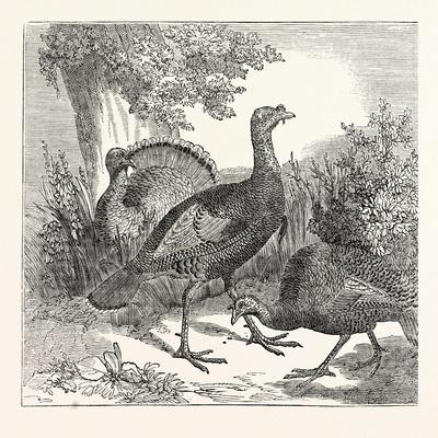 Giclee Print, , small