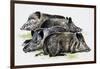 Sleeping Wild Boars or Wild Pigs (Sus Scrofa), Suidae, Drawing-null-Framed Giclee Print