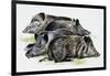 Sleeping Wild Boars or Wild Pigs (Sus Scrofa), Suidae, Drawing-null-Framed Giclee Print