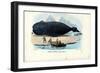 Bowhead Whale, 1863-79-Raimundo Petraroja-Framed Giclee Print