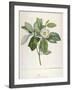 Magnolia Glauca, from Description Des Plantes Rares Cultivees a Malmaison Et a Navarre, 1813-Pierre Joseph Redoute-Framed Giclee Print