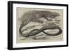 The Snake-Eating Serpent in the Zoological Society's Gardens-Thomas W. Wood-Framed Giclee Print