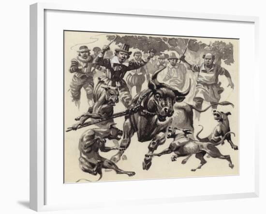 Bull Baiting-Pat Nicolle-Framed Giclee Print