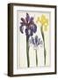 Irises, 18th Century-null-Framed Giclee Print