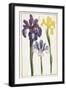 Irises, 18th Century-null-Framed Giclee Print