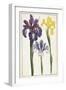 Irises, 18th Century-null-Framed Giclee Print