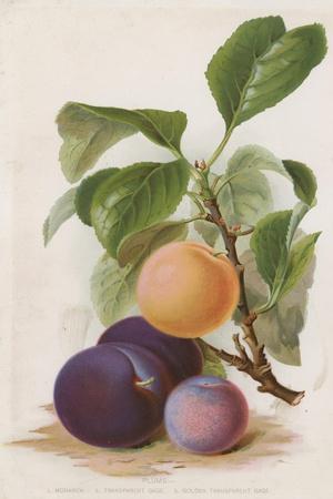 Giclee Print, , small