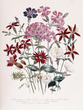 Giclee Print, , small