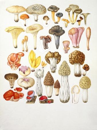 Giclee Print, , small