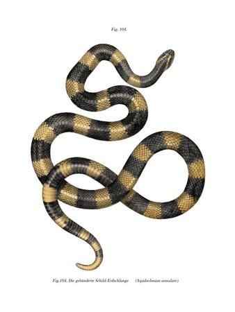 Giclee Print, , small